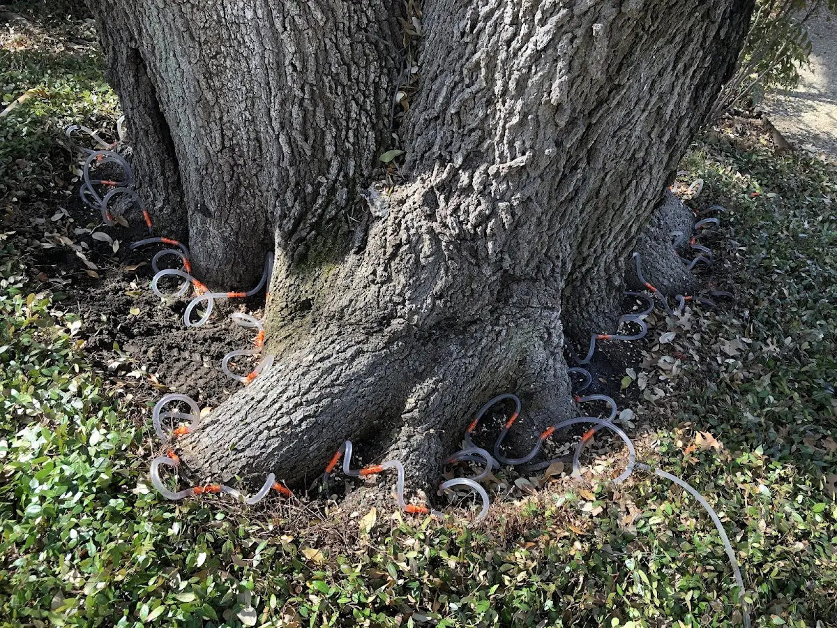 Detailed Tree Cabling and Bracing job site in Guys Mills